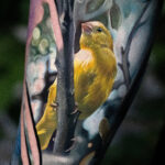 Canary
