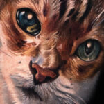 Cat portrait