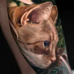 Orange kitty